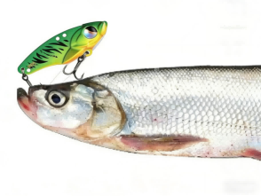 Beginner Lure Fishing Guide: How to Choose and Use High-Efficiency Lures!